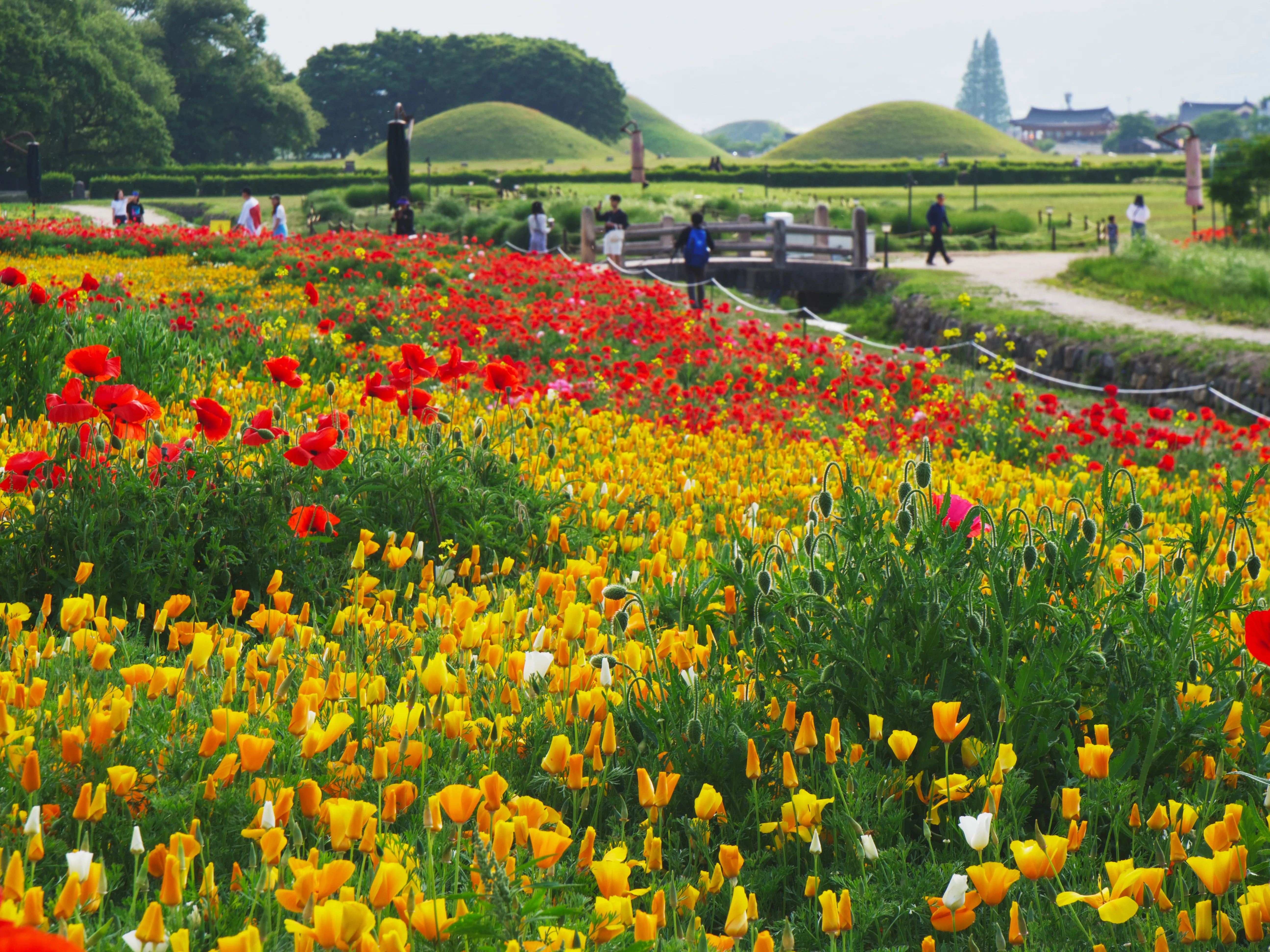 Flowers Blooming Gallery - Picture 6